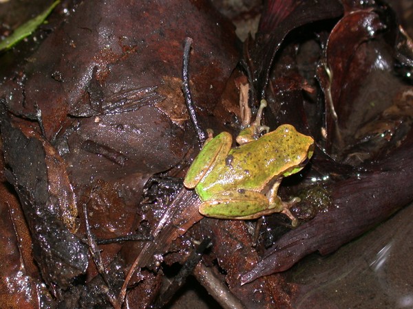 Gree Tree Frog